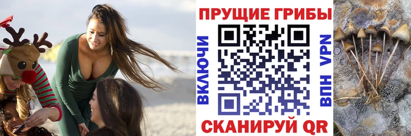 Псилоцибиновые грибы GOLDEN TEACHER  как найти   Неман 